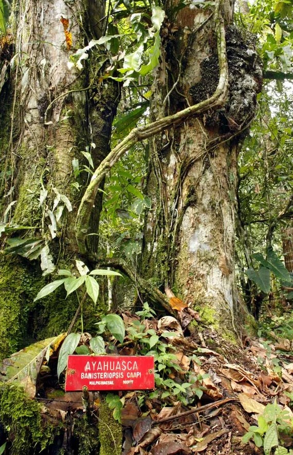 Ayahuasca Tree