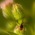 Lyme Disease